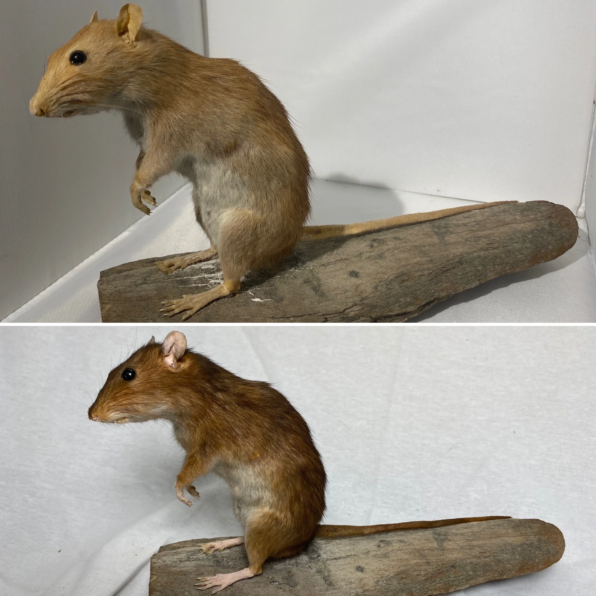 Rat_B&A.JPG