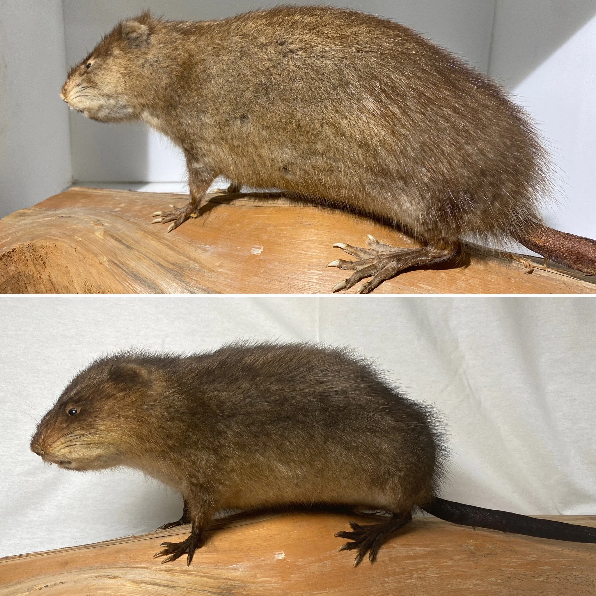 Muskrat_B&A.JPG