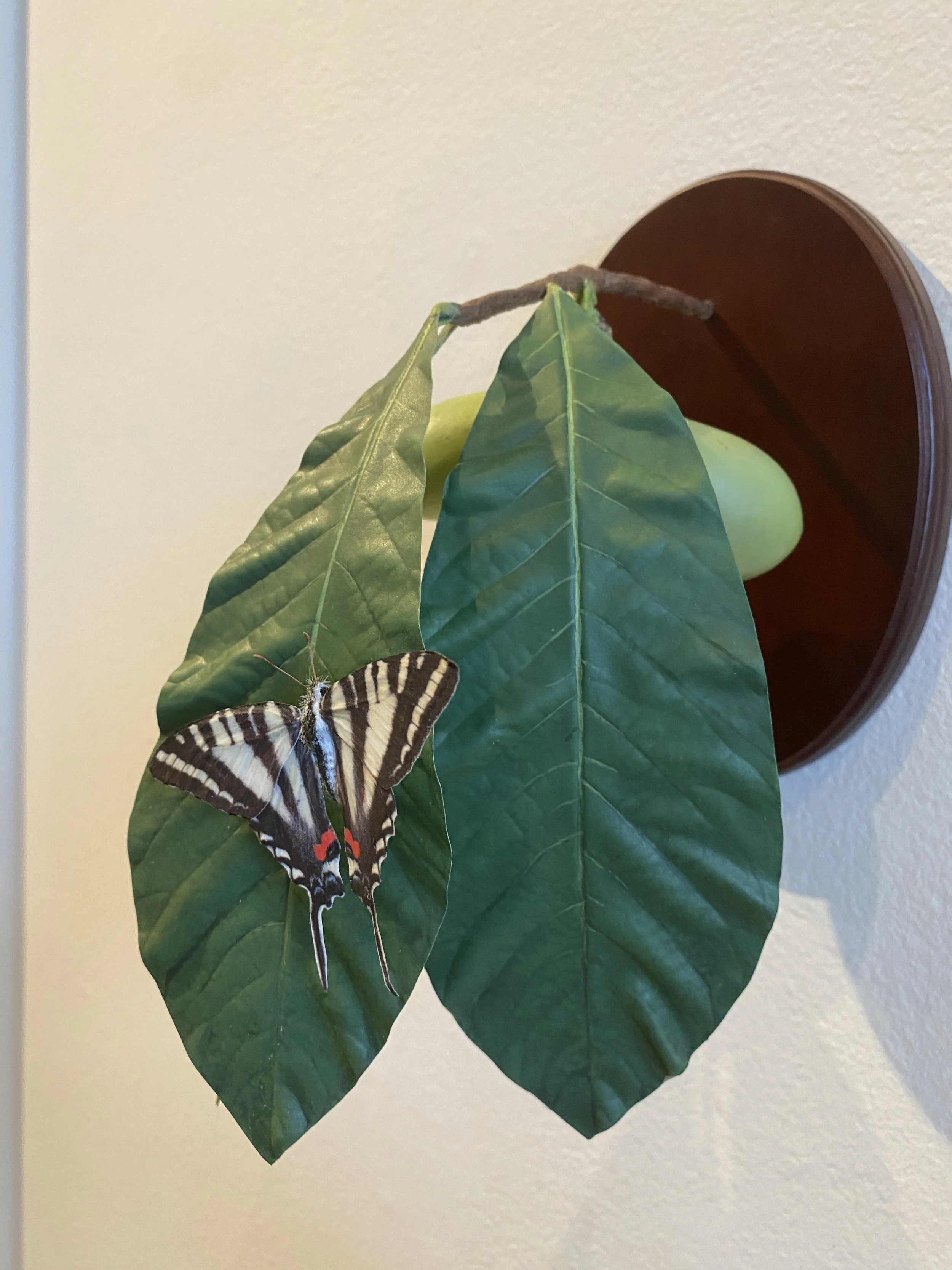 Dave Might - Pawpaw:Zebra.JPG