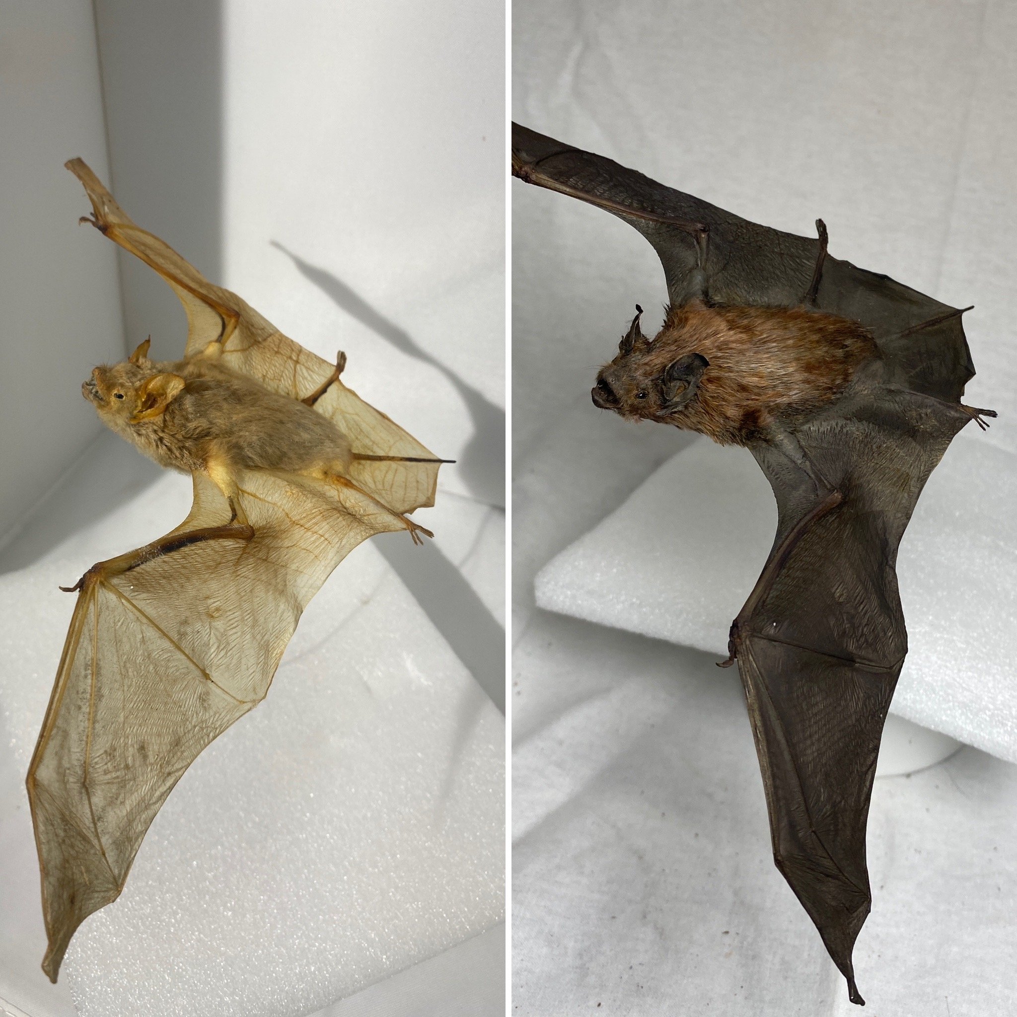 BigBrownBat_B&A.JPG