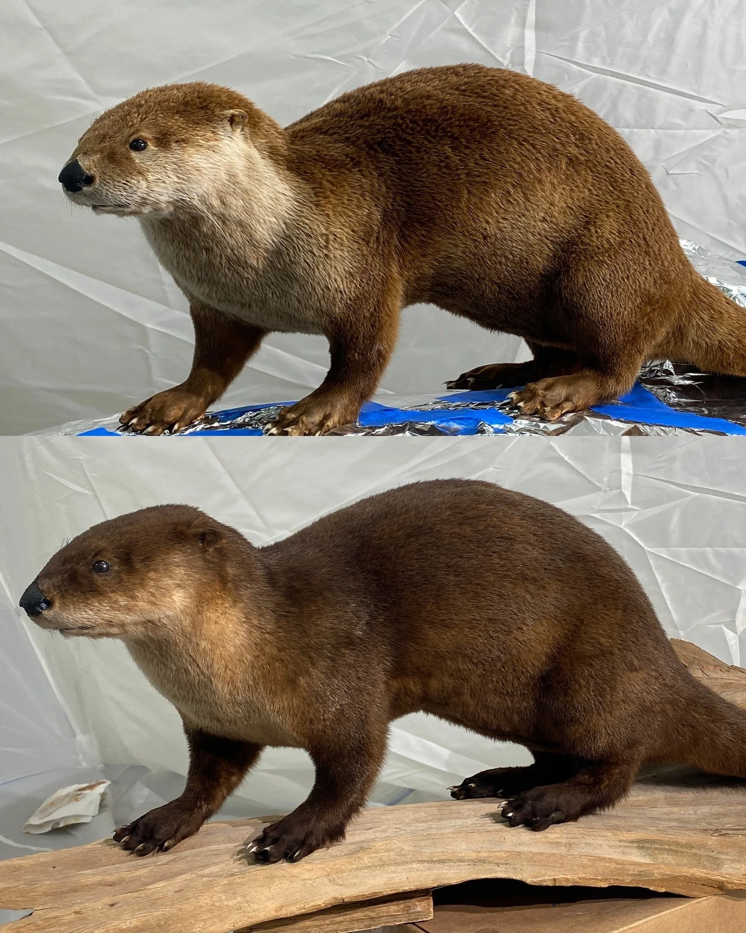 LargeOtter.jpg