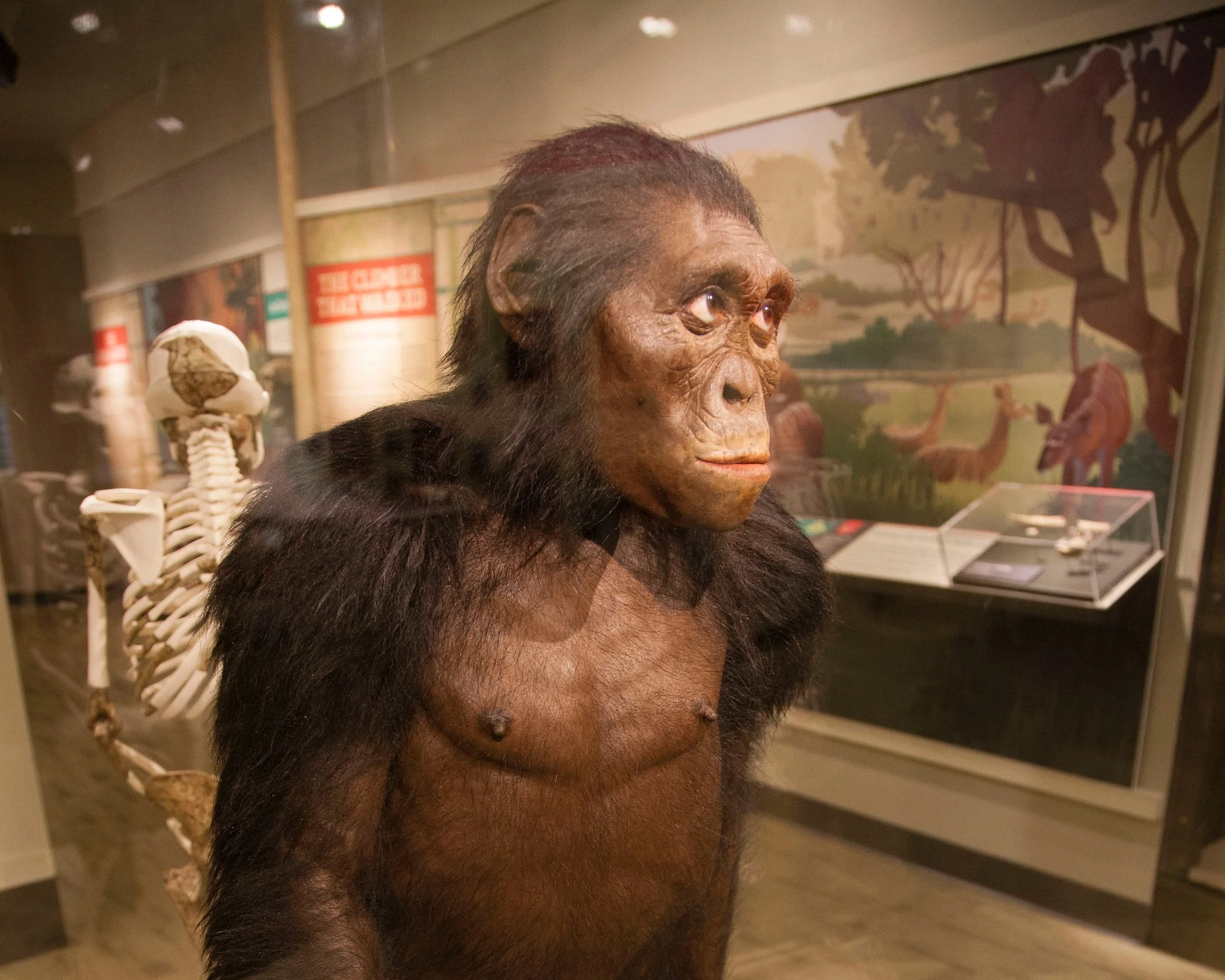 Lucy_Human_origins_1.jpg