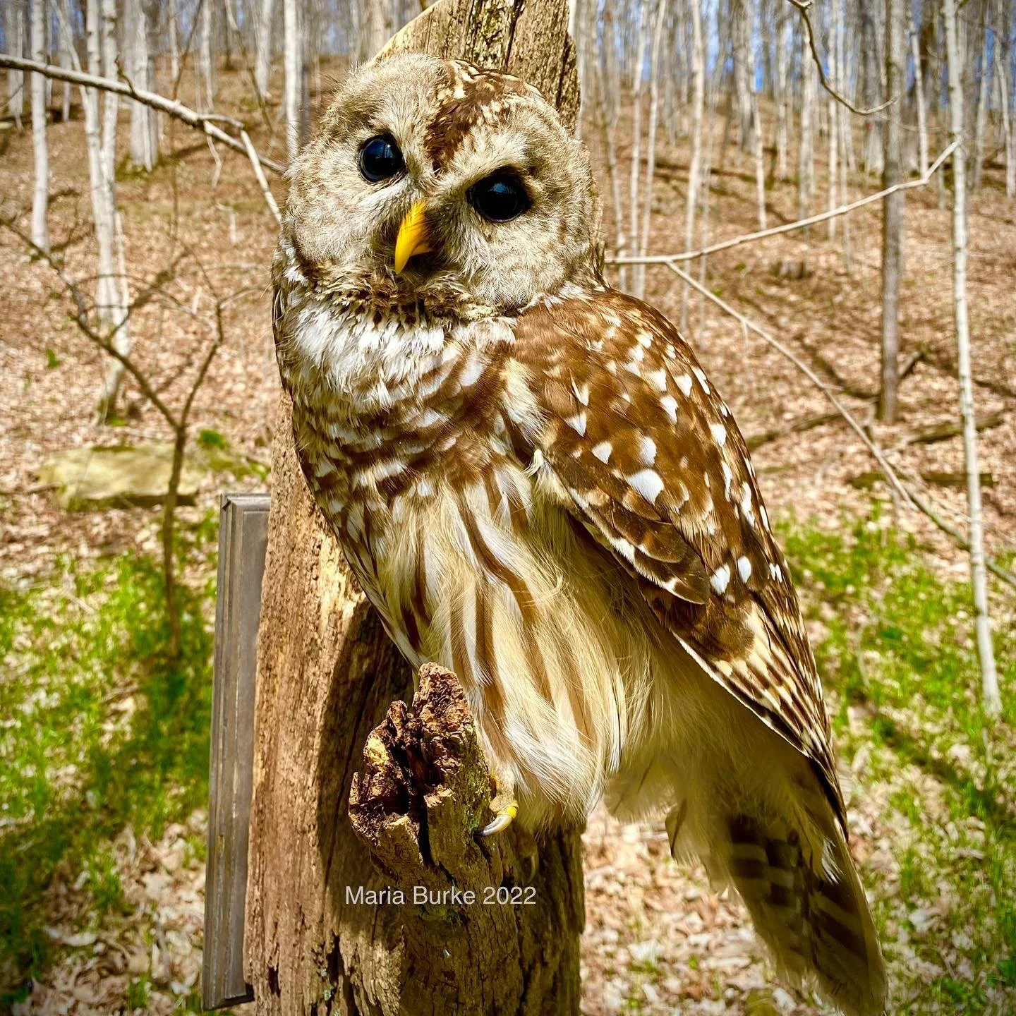 WNF_BarredOwl_2022.JPG