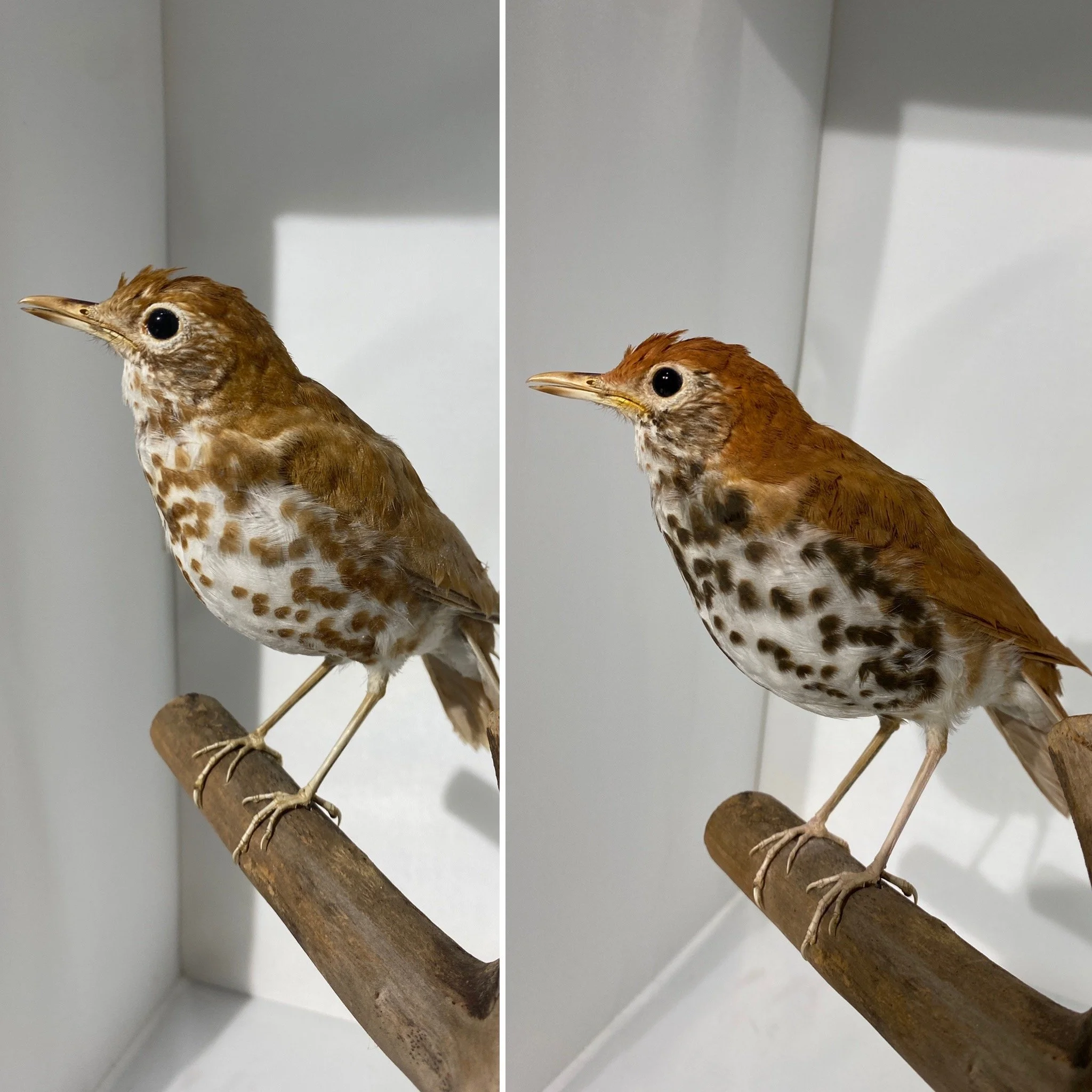 WoodThrush_B&A.JPG