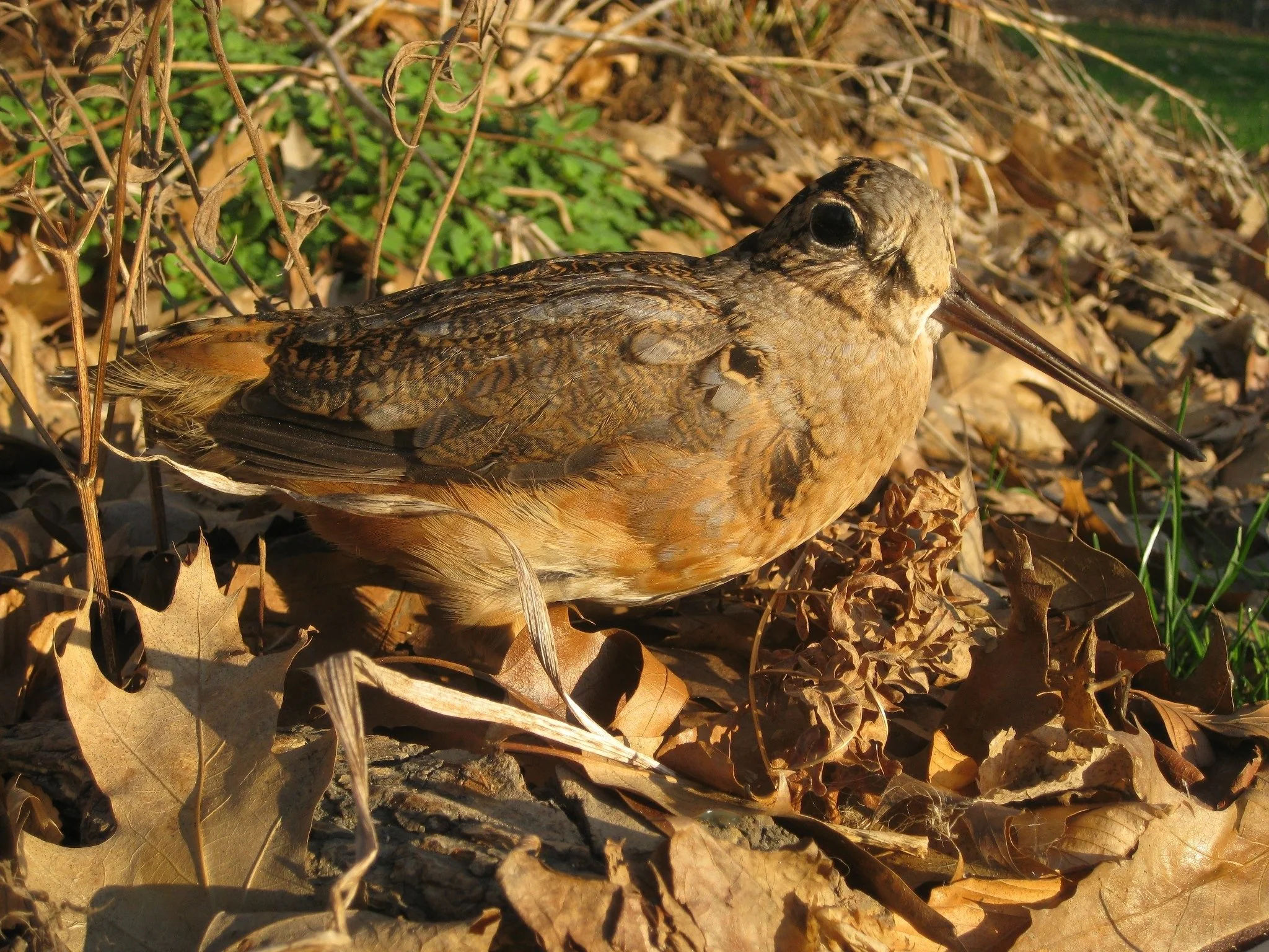 Woodcock_WolfRunMedina.JPG