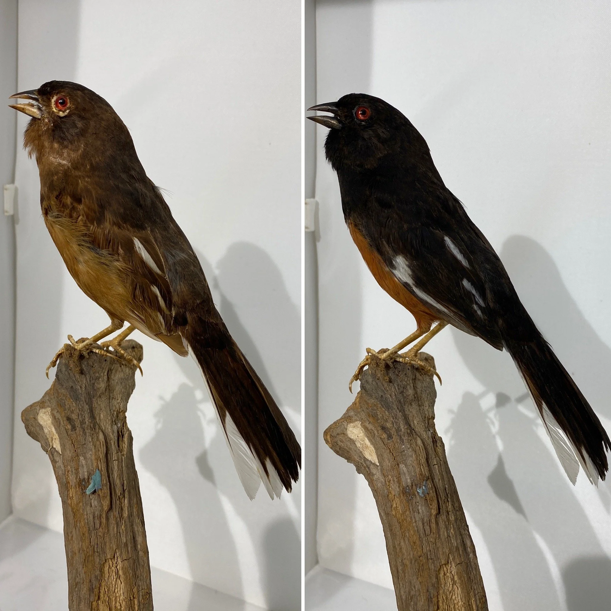 Towhee_B&A.JPG