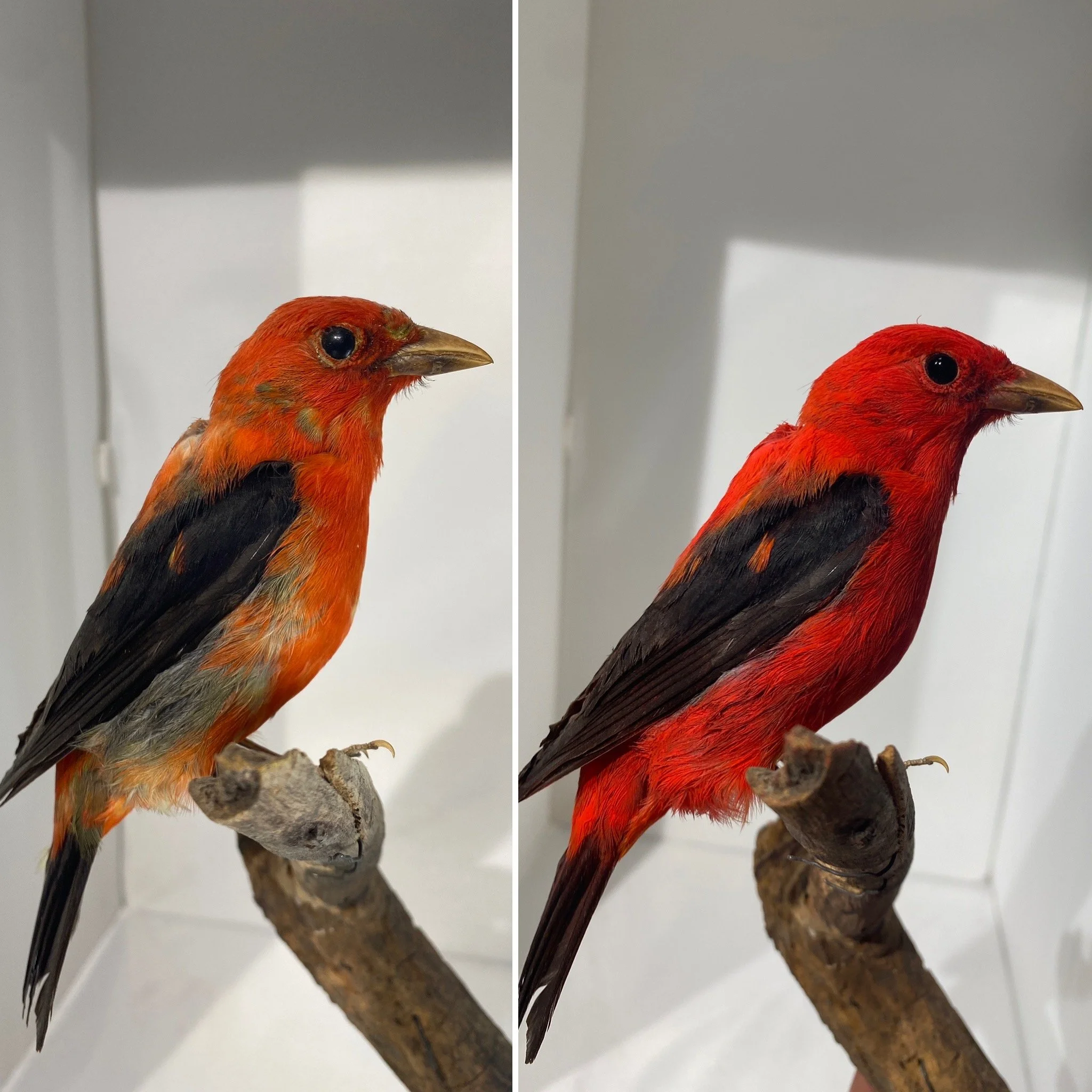 Tanager_B&A.JPG