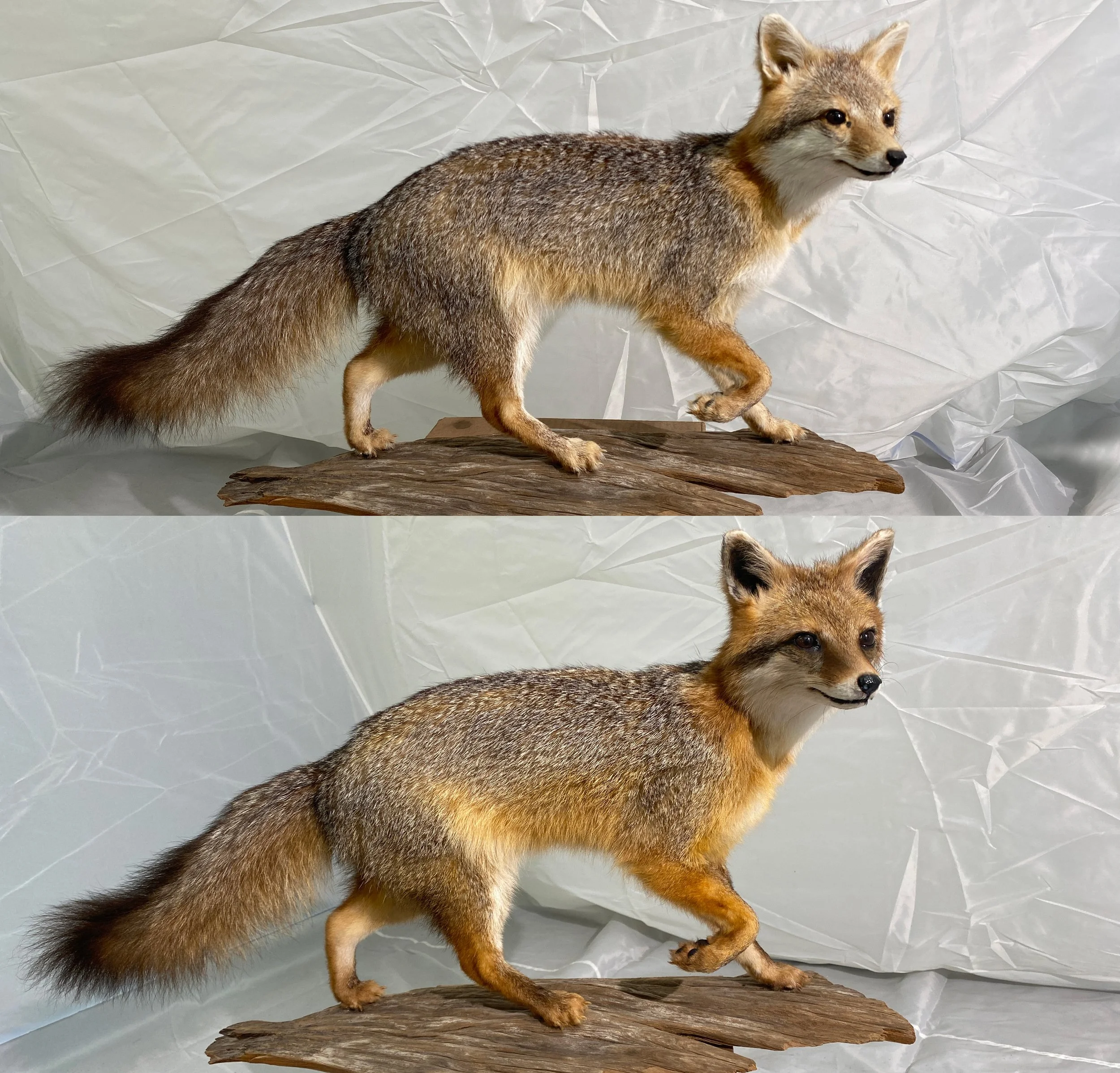 GreyFox.jpg