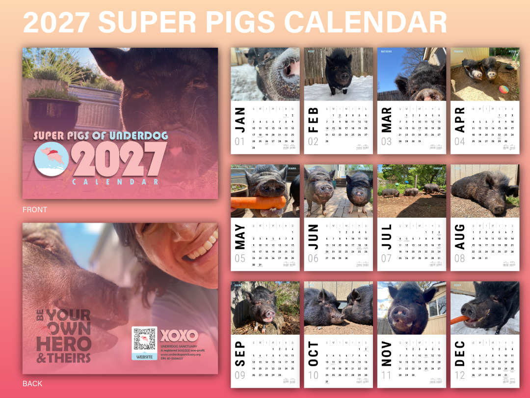 2027 SUPER PIGS CALENDAR.png