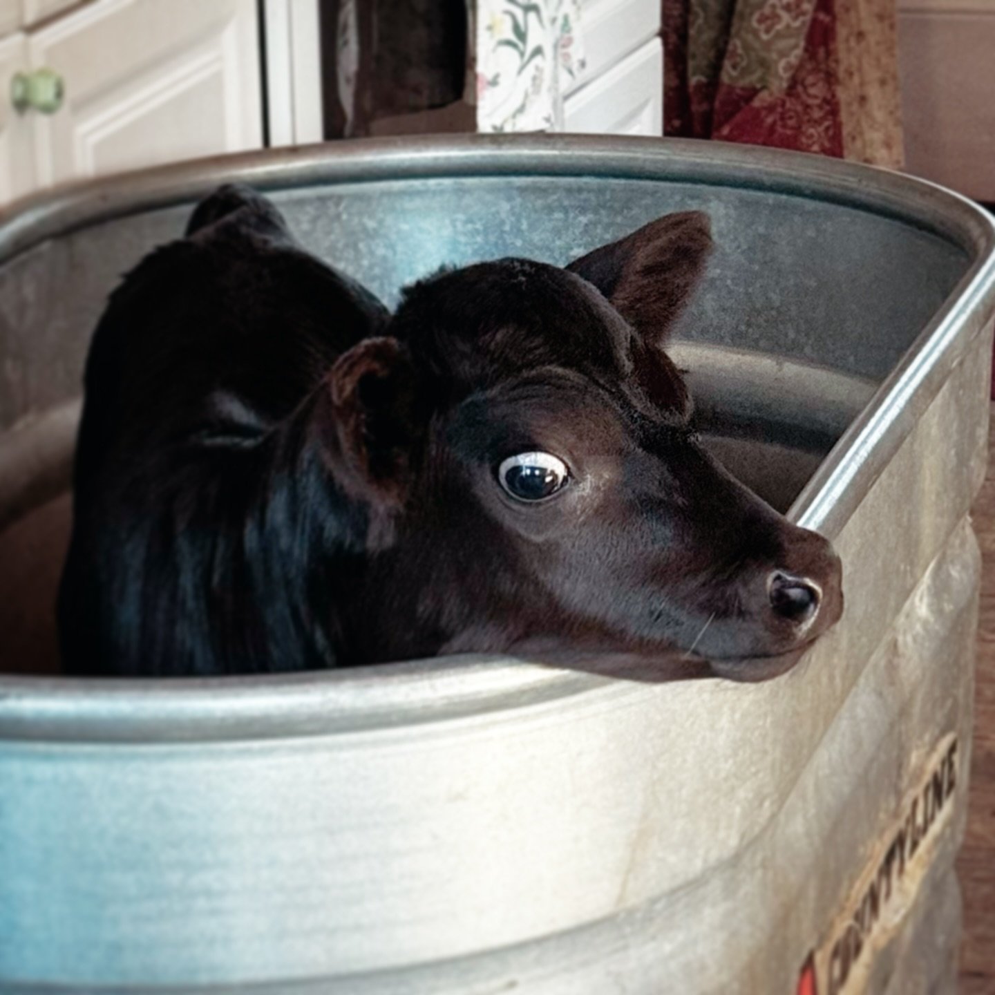 Kitchen cow. 

#kitchencow 
#calf
#blackcow
#weecoo 
#weemoo
#moo
#farmstead
#homestead
#broadforkvt