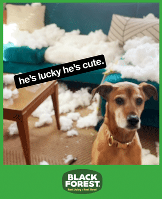 Black Forest - Couch _06-low-2.gif