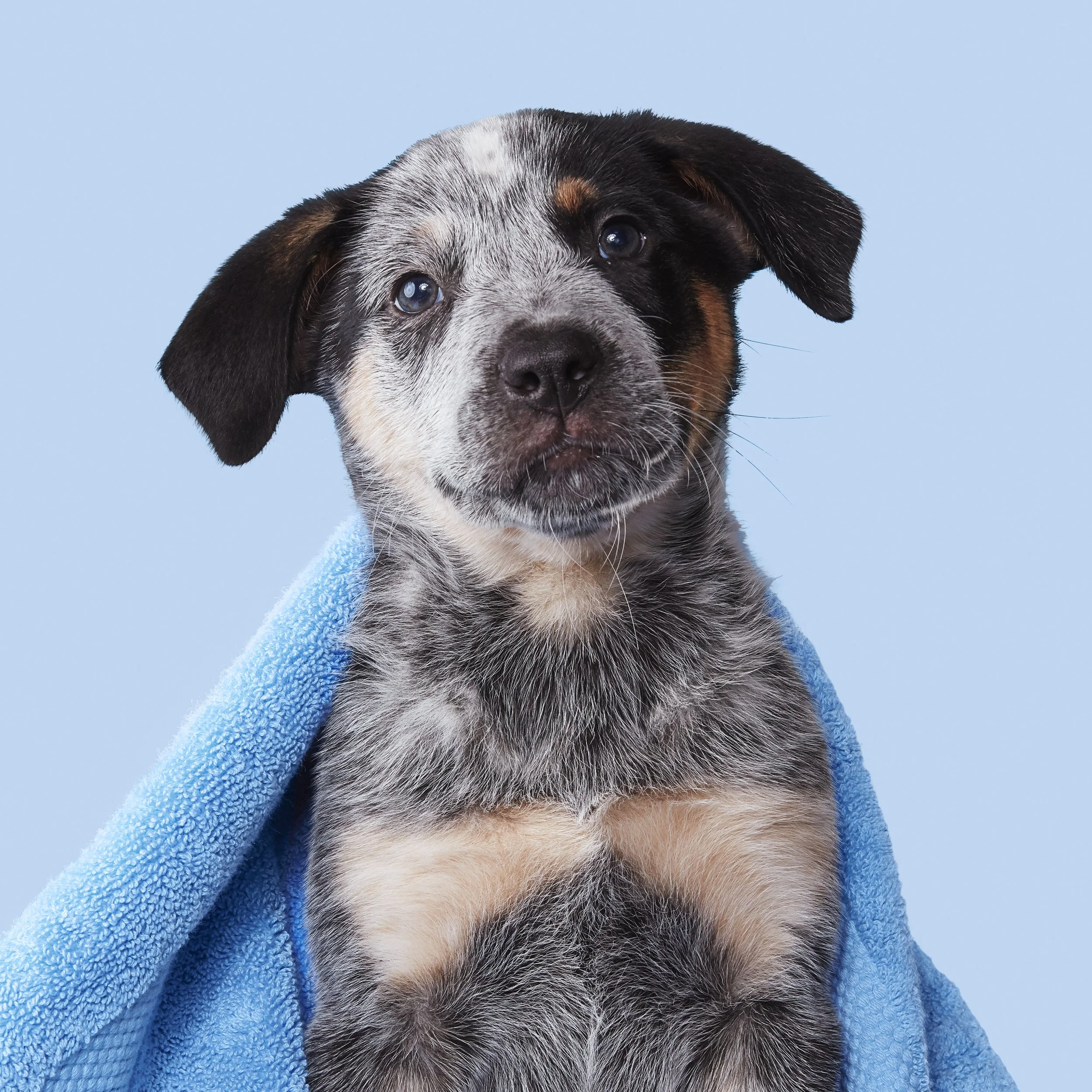 DT03_DOG_TOWEL_BLUE.jpg