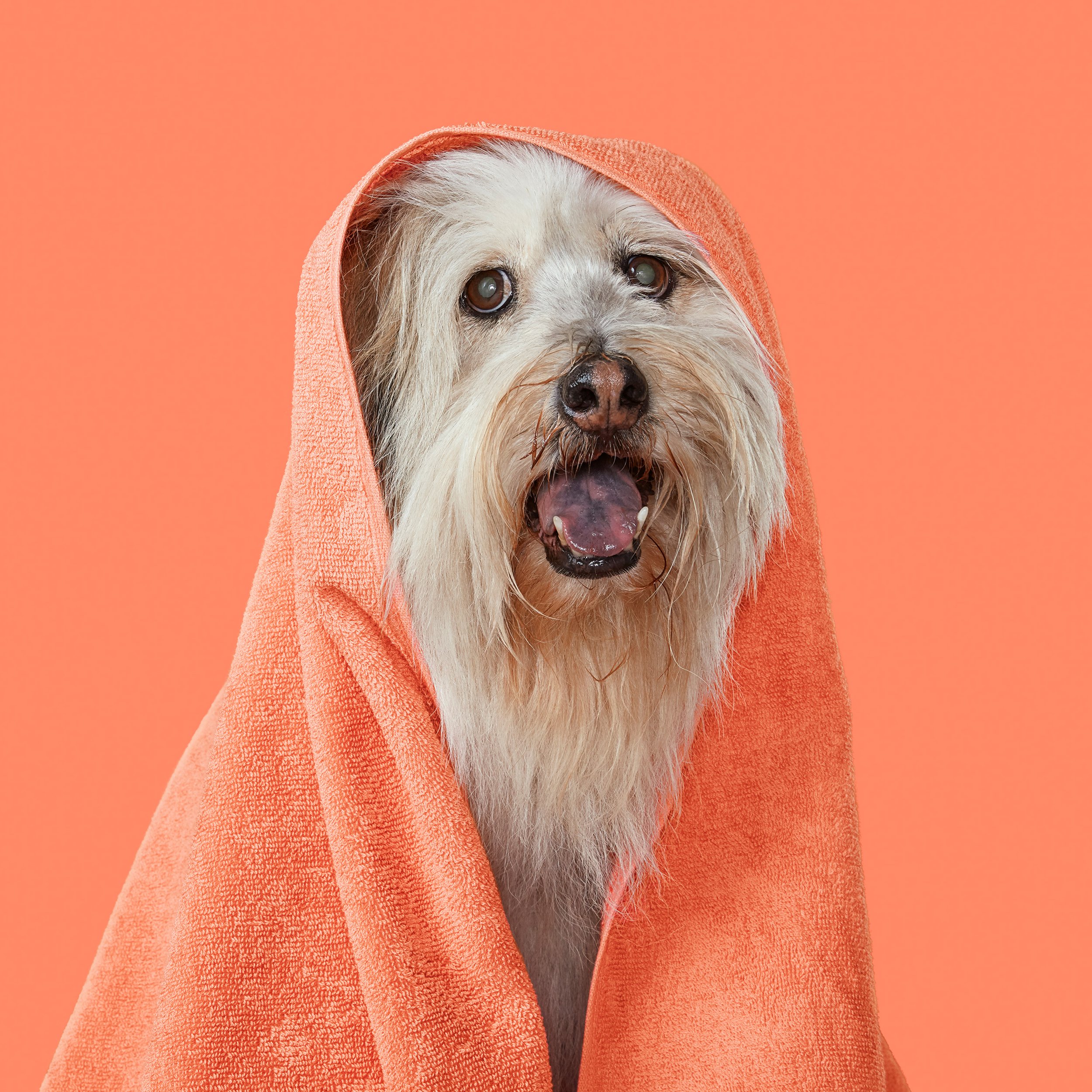 DOG_TOWEL_ORANGE.jpg