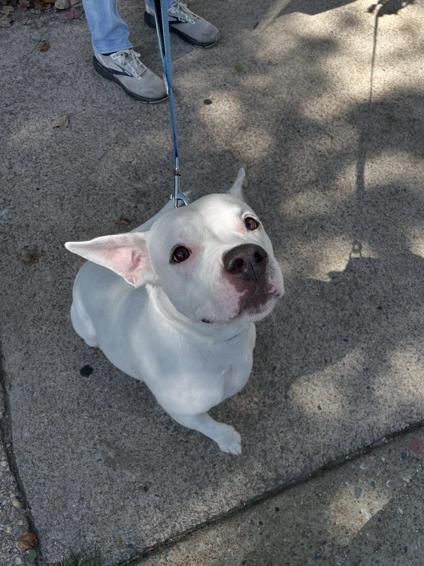 Infamous Church Hill pup Ryder stopping by the salon for his daily treat &amp; bang trim! 😝💙🐶 #churchhillrva