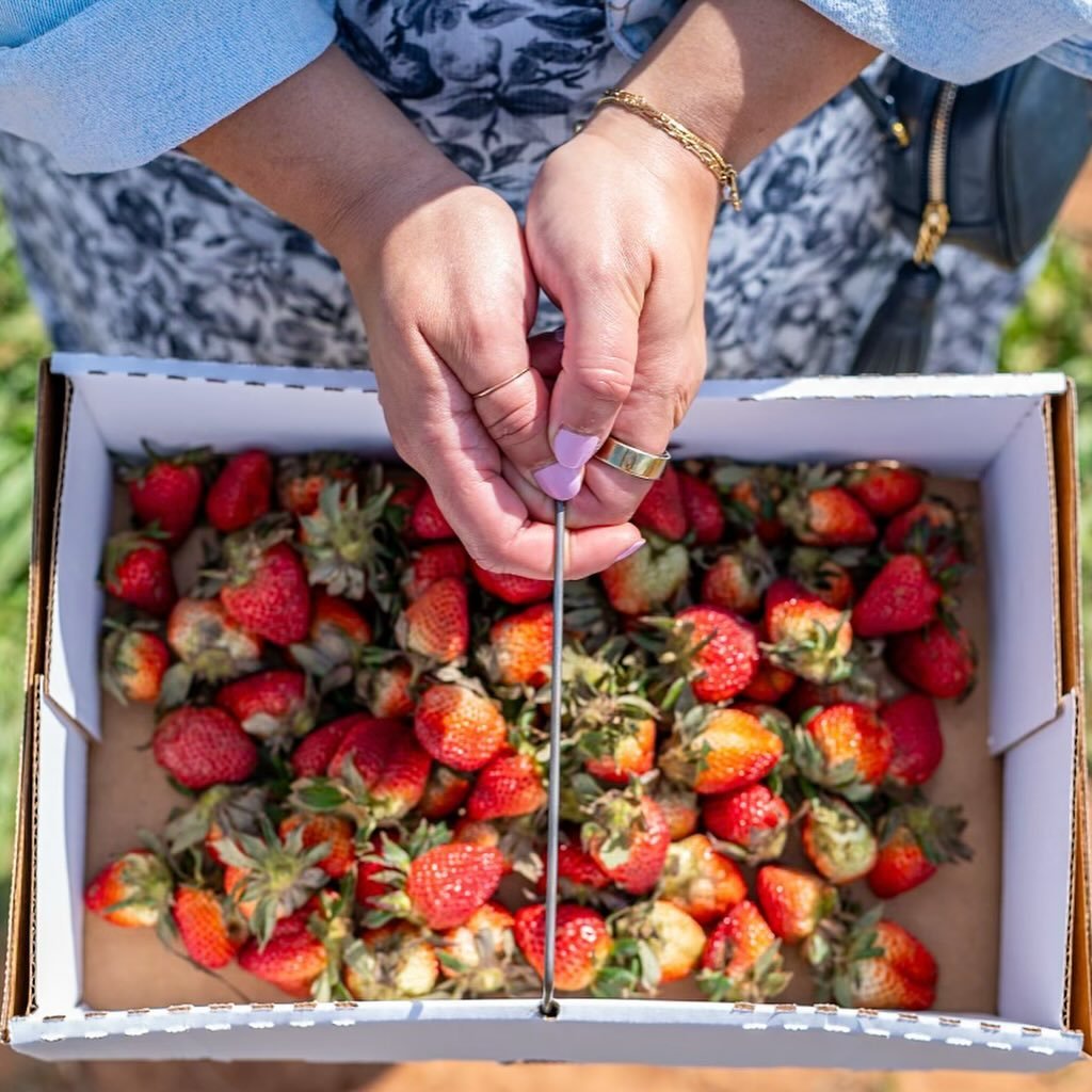 It&rsquo;s &ldquo;you pick&rdquo; season @jenschkeorchards 🍓👒

Did you know you can harvest your own fruit at the beautiful Jenschke Orchard grounds? 

Right now it&rsquo;s blackberry and strawberry season, (and peaches are on deck) - so if you&rsq