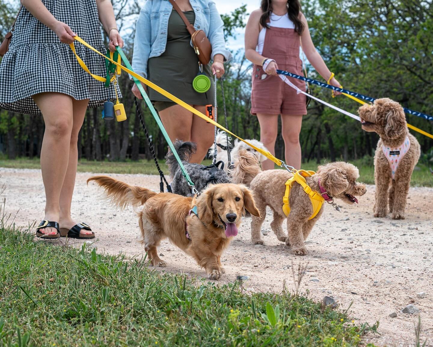 Rolling into Yappy Hour @bluemont_texas like&hellip;.🐾🍻

We had the #bestdayever shooting with the furriest models to help promote Bluemont&rsquo;s new Yappy Hour series which will include a variety of pup-friendly promos, events and opportunities 