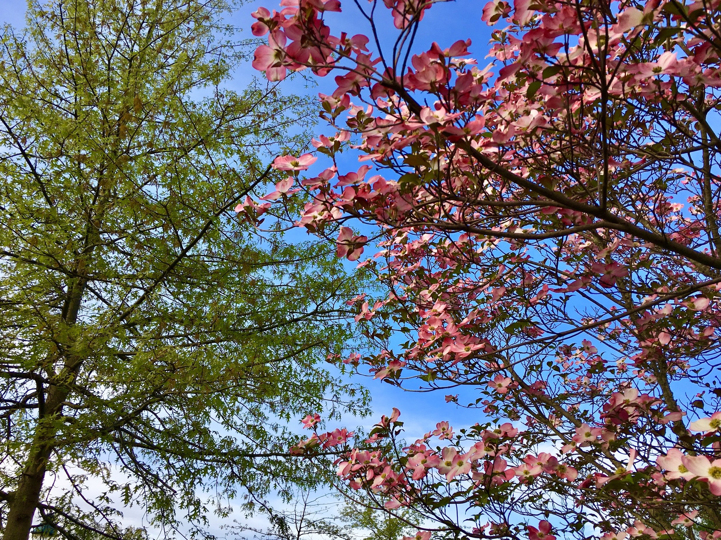 spring trees copy.jpeg