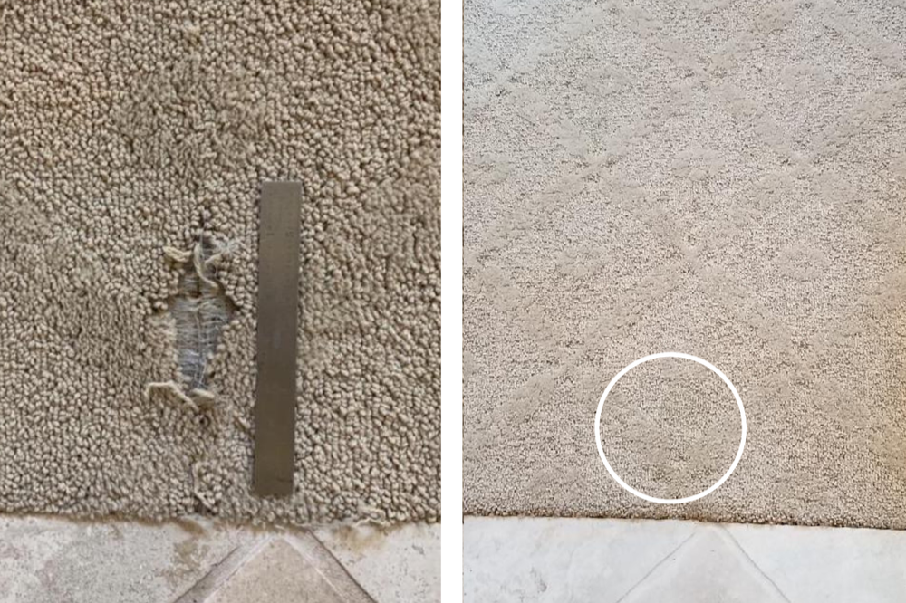 Comparison of two beige carpets; the left carpet is stained with a dead lizard beside a metal measuring scale, the right carpet has a small circular stain outlined.