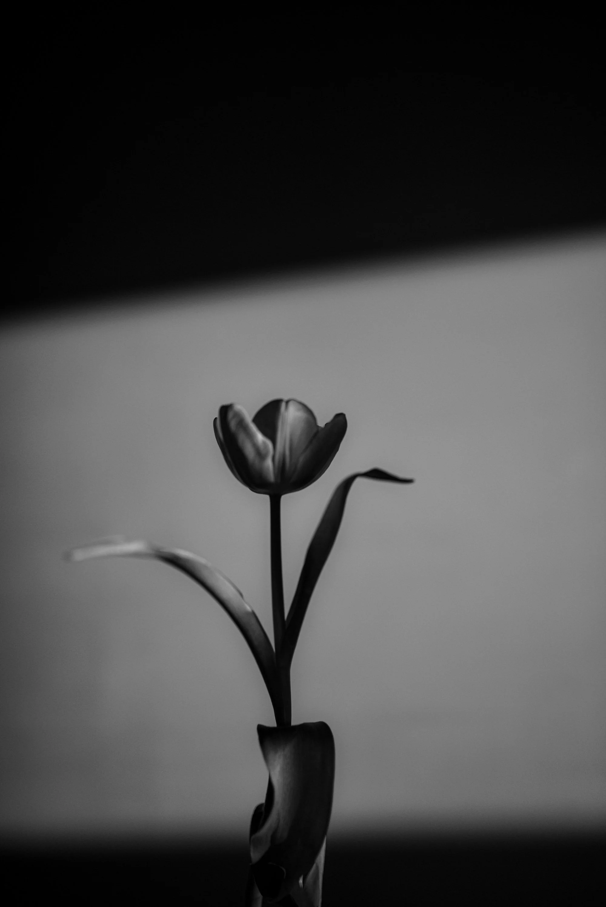 DSC_9196.jpg