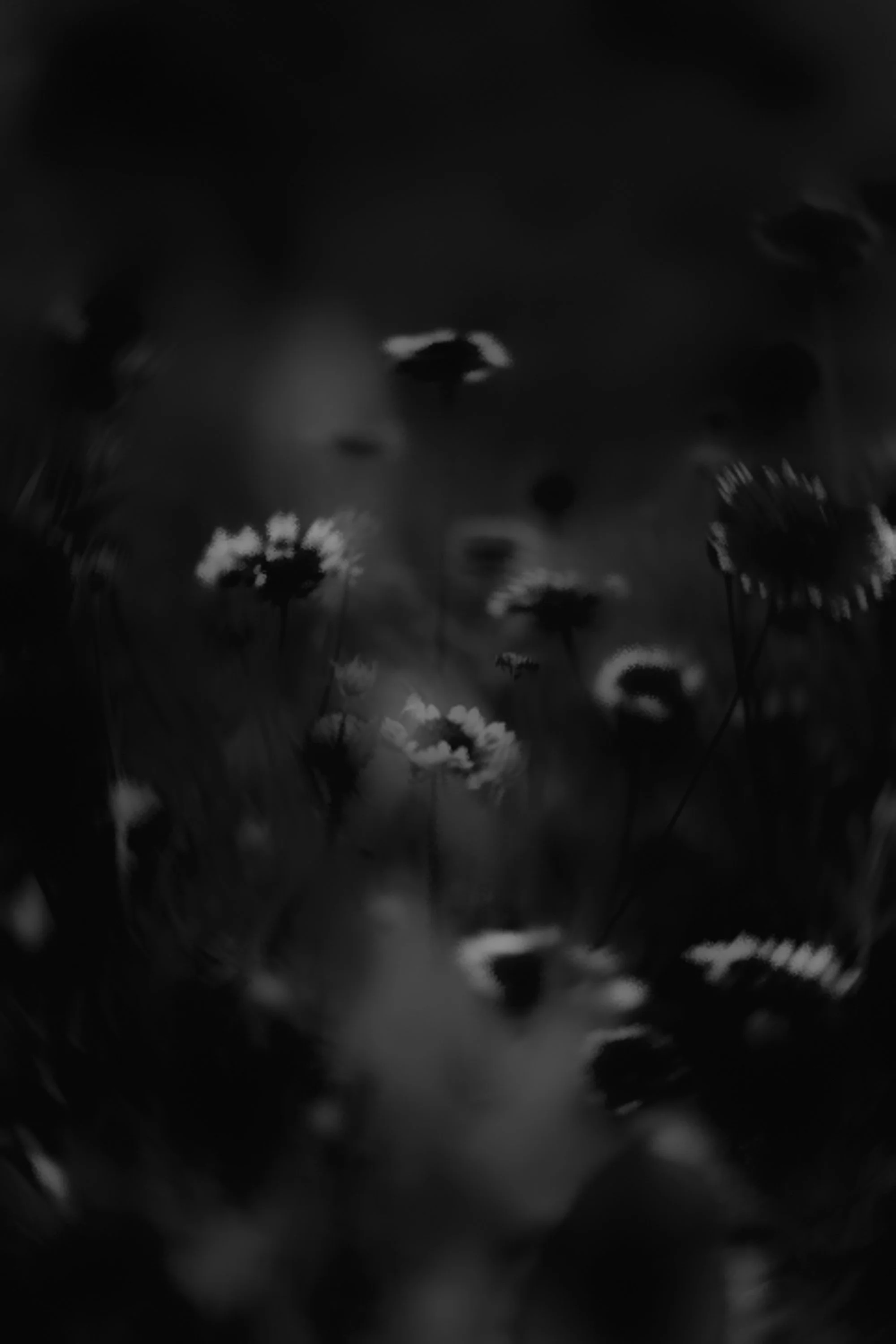 Black and white image of blurred flowers and sunflowers with a dark sky background.