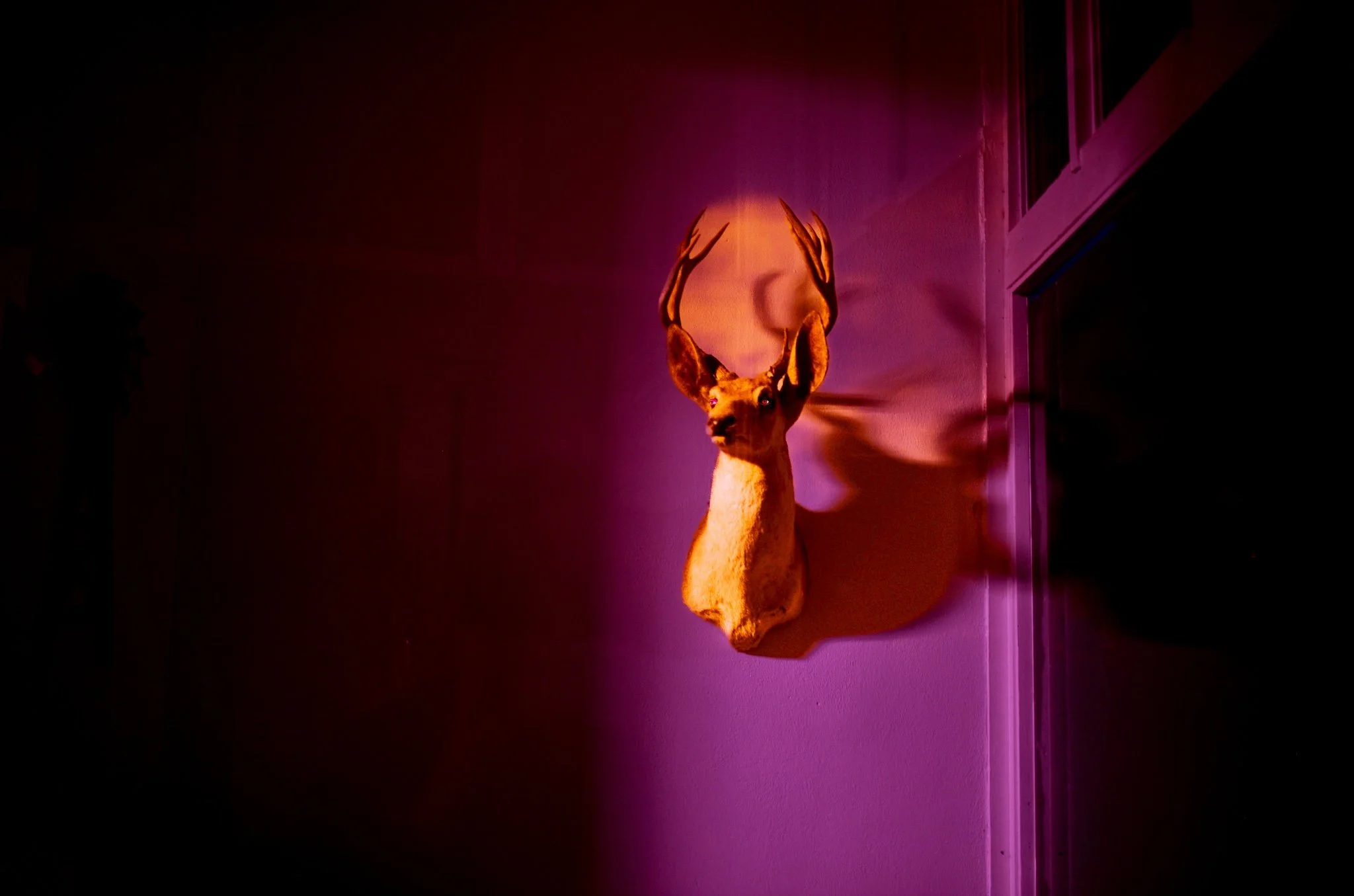 Mounted deer head with antlers on a purple-lit wall.