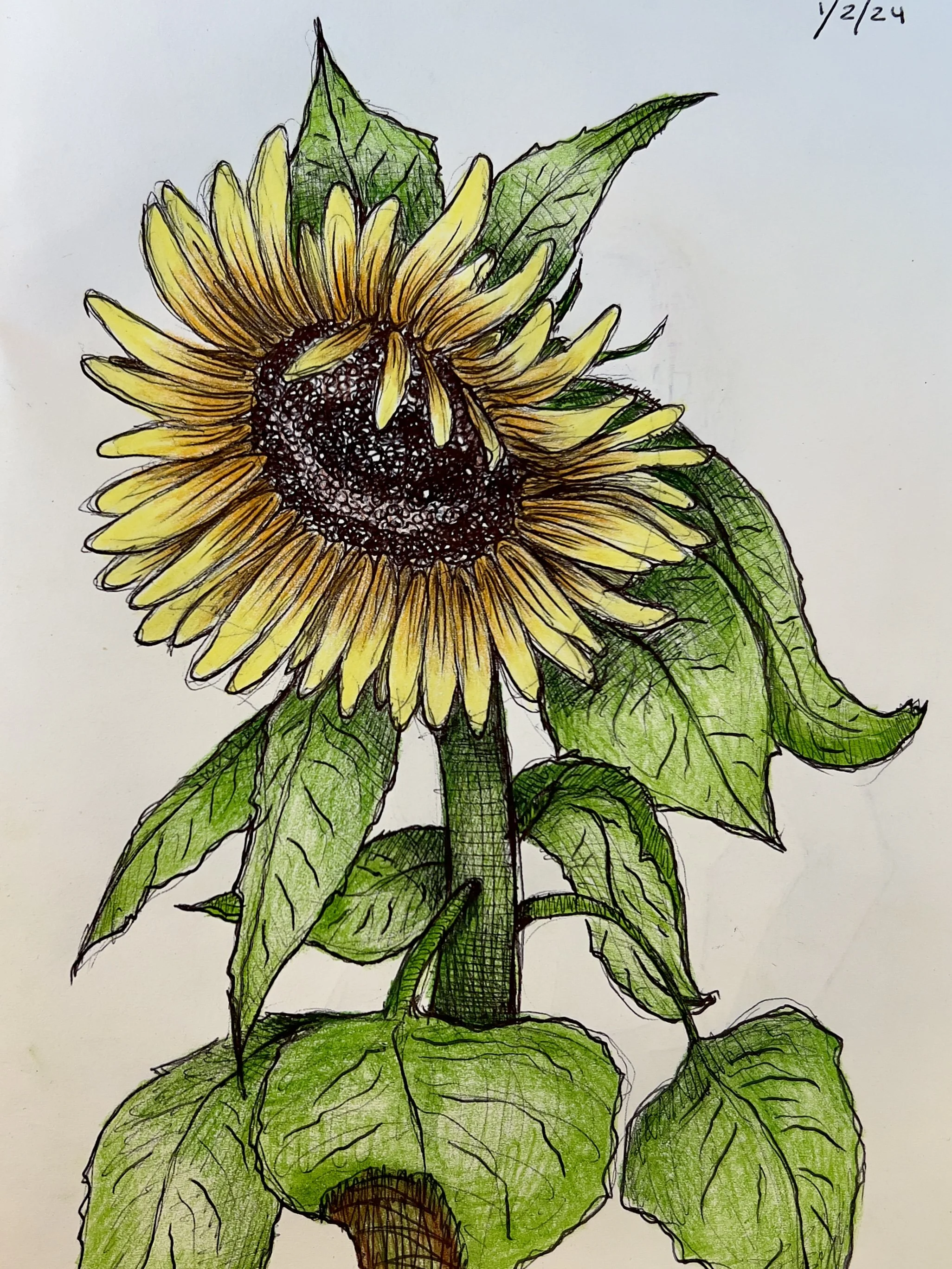 Ballpoint Pen and Colored Pencil on paper, 2024