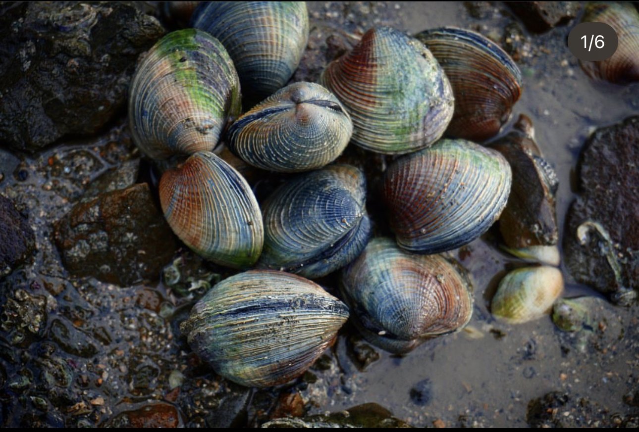 Te Awarua o Porirua kaitiaki monitoring - shellfish testing