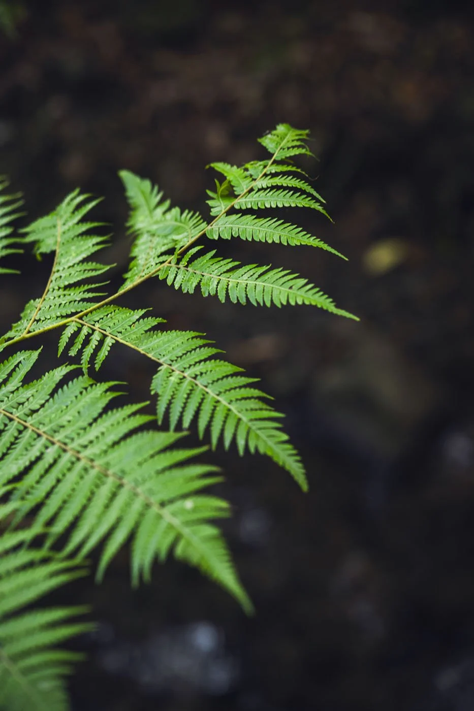 Wānanga Reo Tuatoru