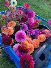 cart of dahlias.jpg