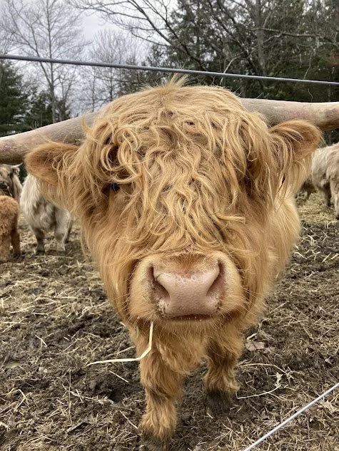 upclose cow.jpg