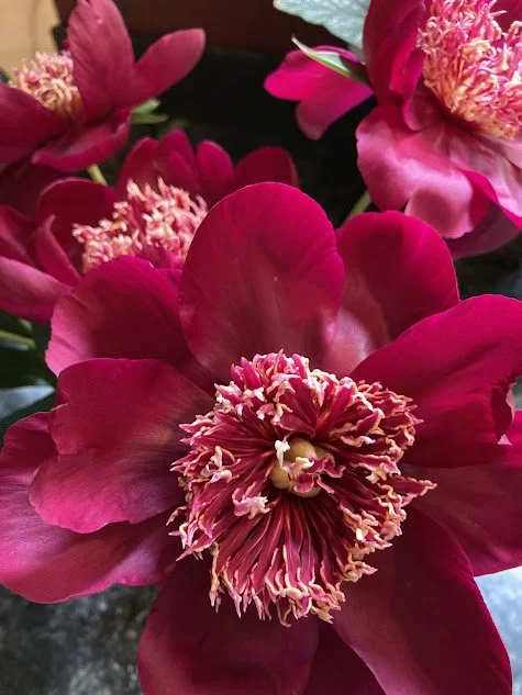 red peonies.jpg