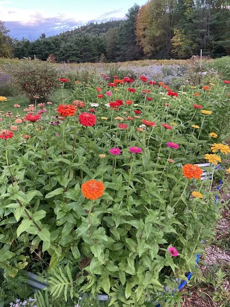 zinnias in the field.jpg