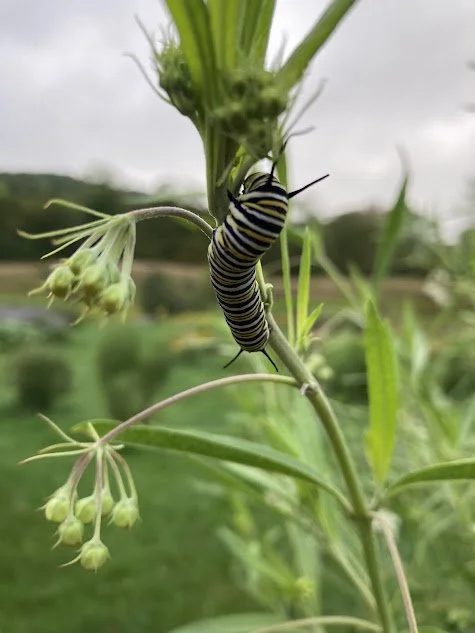 monarch caterpillar.jpg