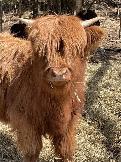red calf.jpg
