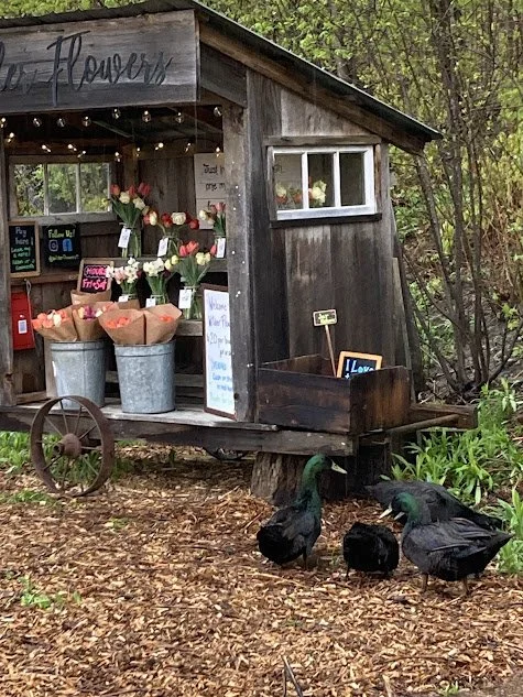 ducks and stand.jpg