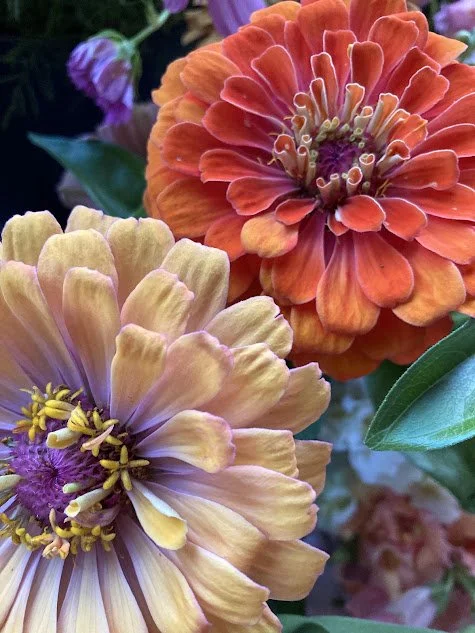 2 zinnias.jpg