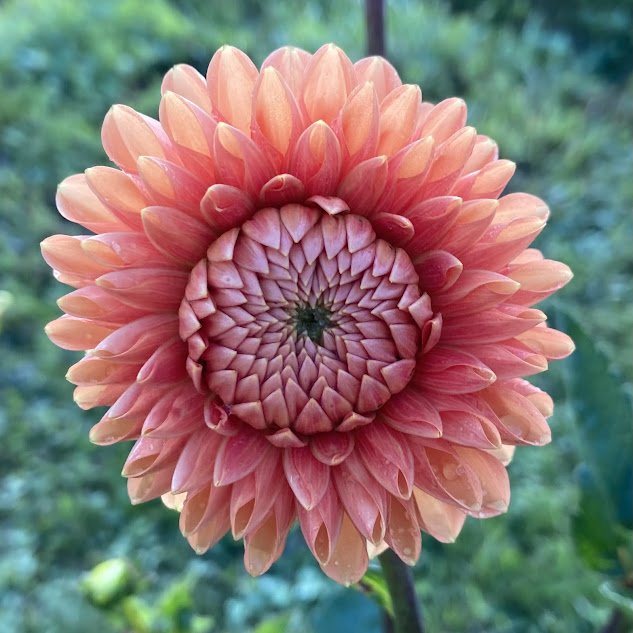 orange dahlia.jpg