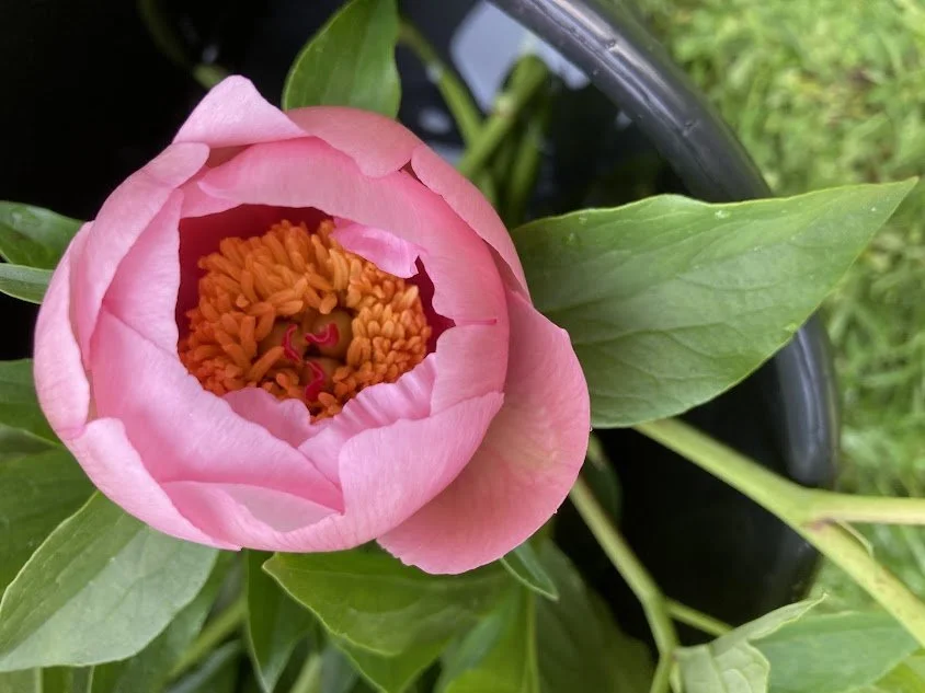 pink peony.jpg