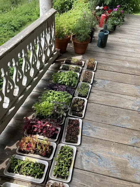 seedlings on the porch.jpg