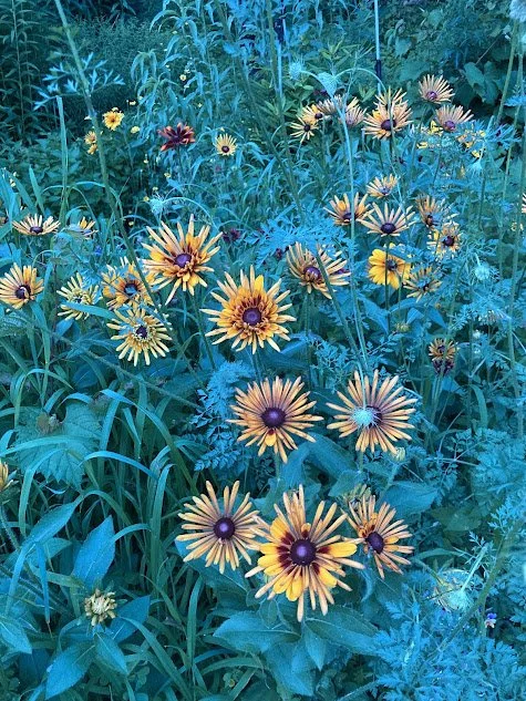 rudbeckias.jpg