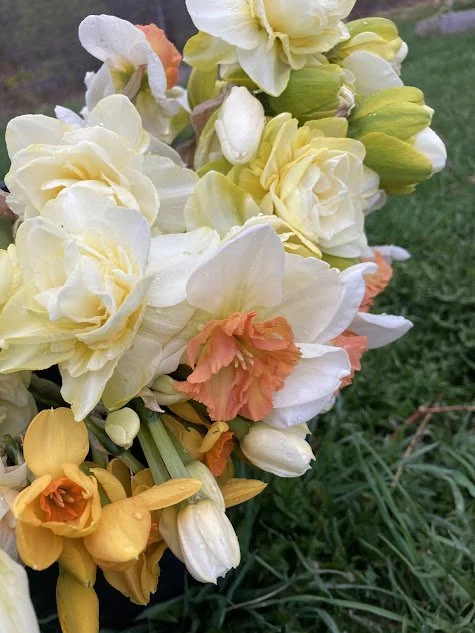 fancy daffs.jpg