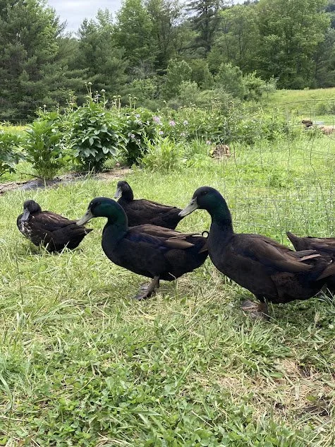 ducks.jpg