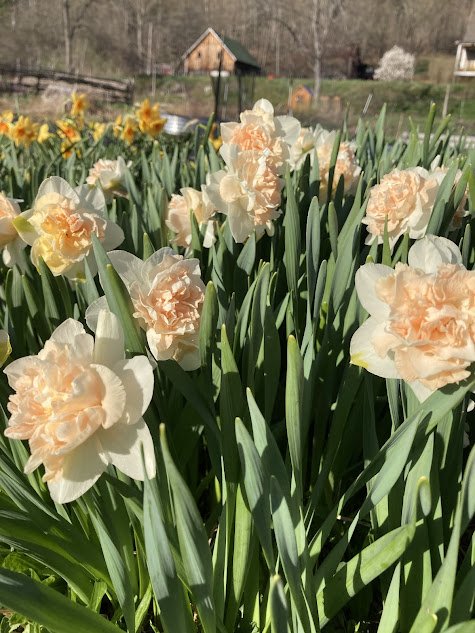 daffs in the field.jpg