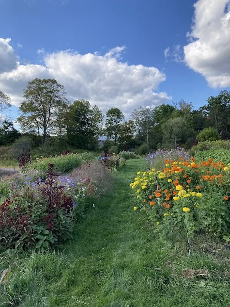 marigolds in the field.jpg