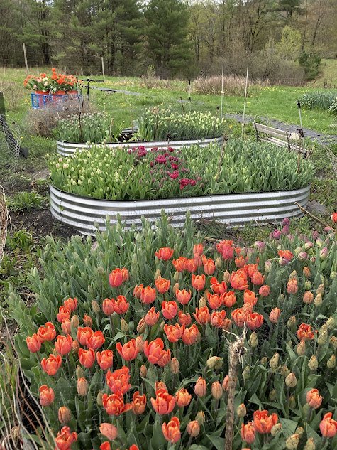 tulips.jpg