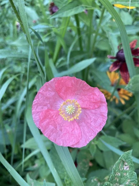 poppy.jpg