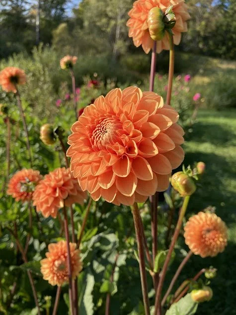 dahlias in the field.jpg