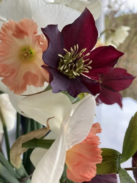 hellebore.jpg