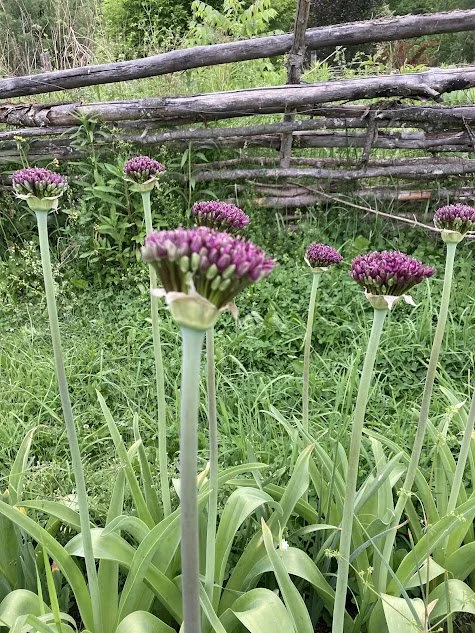 allium.jpg