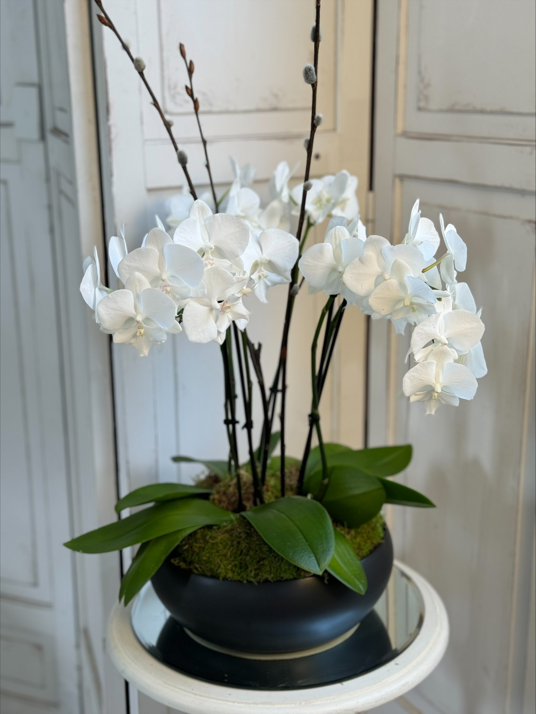 Living Orchid Arrangement